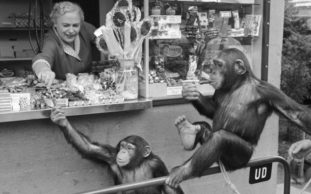 The Copenhagen Zoo In 1955 - Amazing Pics!