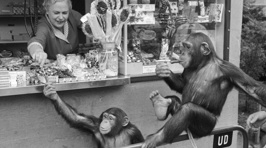 The Copenhagen Zoo In 1955 - Amazing Pics!