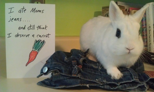 Bunny Shaming