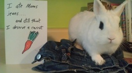 Bunny Shaming