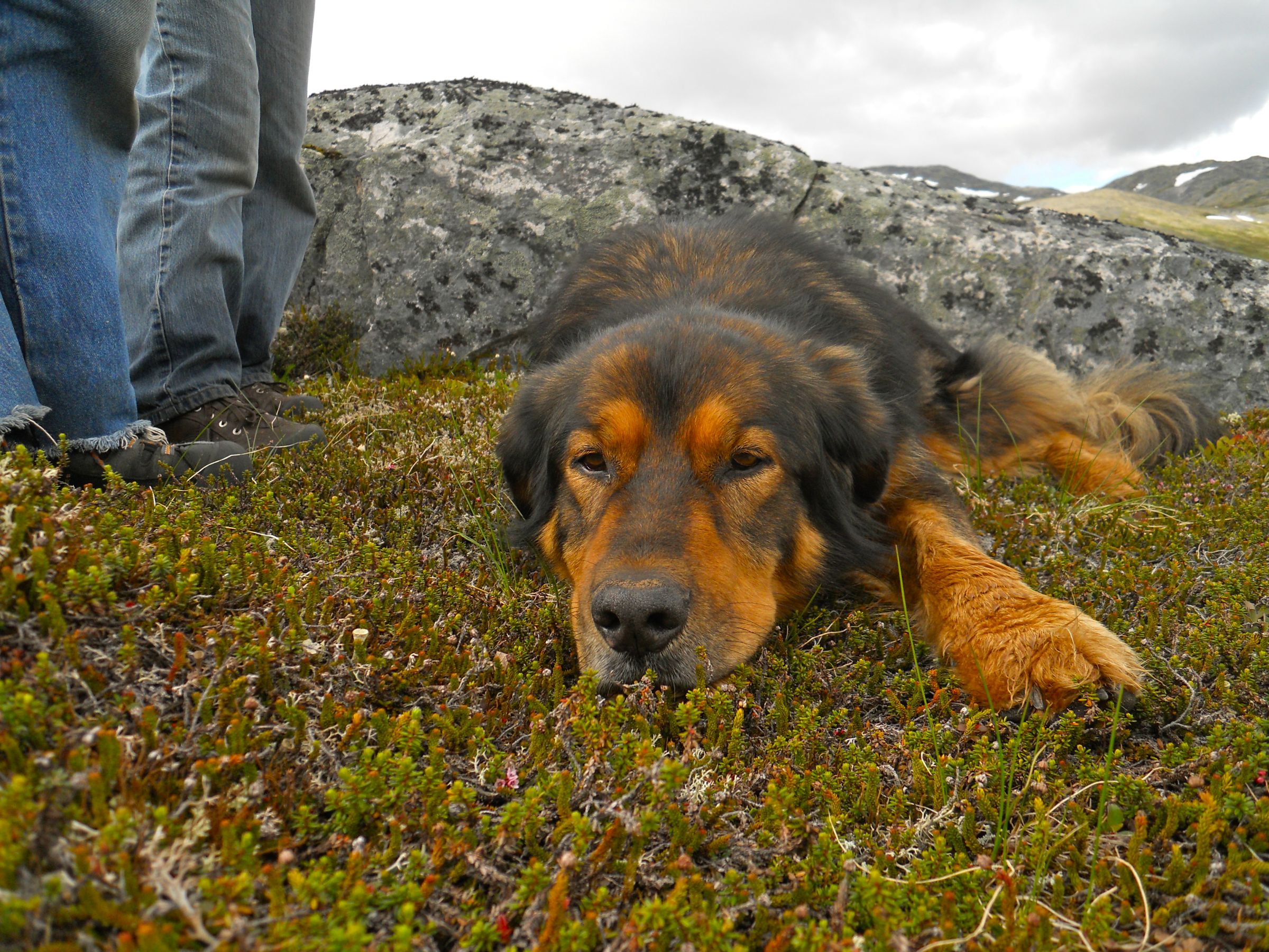 A Eulogy For Man's Best Friend