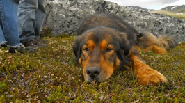 A Eulogy For Man's Best Friend
