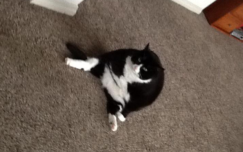 Fletch, Vaughan & Megan's Fat Pets