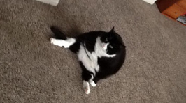 Fletch, Vaughan & Megan's Fat Pets