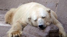 The World is Trying to Rescue the Saddest Polar Bear Ever