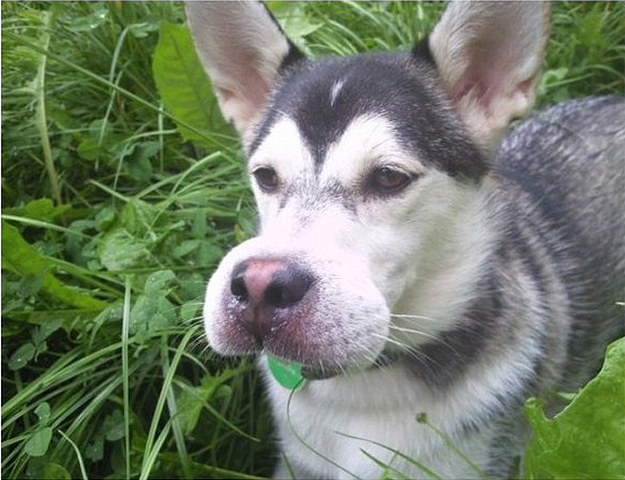 Dogs Who Instantly Regret Eating Bees
