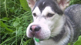 Dogs Who Instantly Regret Eating Bees