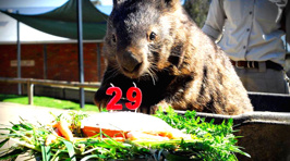 Patrick the Oldest Living Wombat Celebrates His 29th Birthday