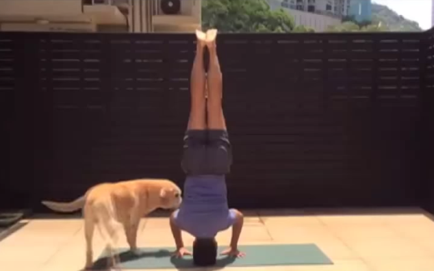 Pets Interrupting Yoga