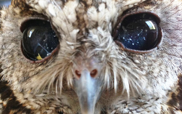 Lydia Anneli Bleth: Eulen 187/2019 Owl posters, Eurasian eagle owl, Owl eyes
