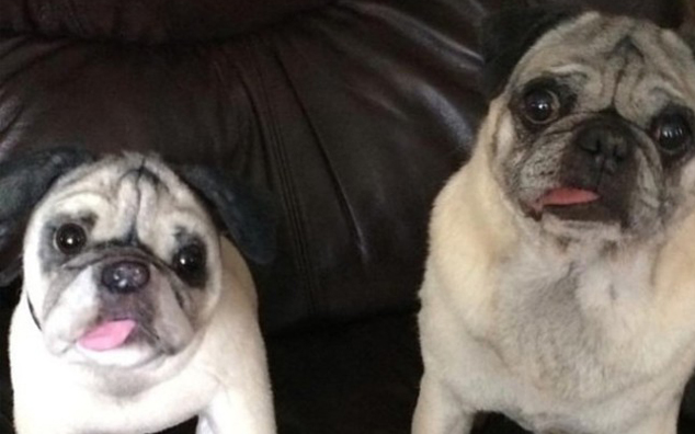 Keep Your Pets Forever As A Soft Toy With Cuddle Clones