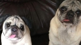 Keep Your Pets Forever As A Soft Toy With Cuddle Clones