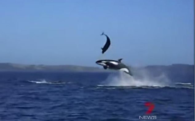 Killer Whales Attack Dolphins