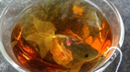 These Goldfish Tea Bags Are Perfect For Tea Lovers!