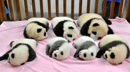 Panda Daycare Exists And Is the Most Adorable Place On Earth