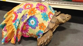 Dress-Wearing Therapy Tortoise Helps Patients Forget Their Troubles