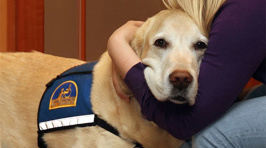 These Dogs Comfort People Who Have to Testify In Court