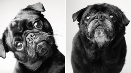 How Dogs Get Older: A Fascinating And Deeply Touching Photography Project