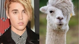 The Internet's Reaction to Bieber's New Hair