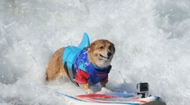 The Most Adorable Surf Competition Ever