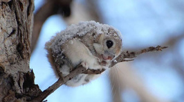 Japanese and Siberian Flying Squirrels Are SO CUTE