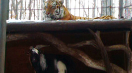 Goat Put In Enclosure As Lunch Makes Friends With Tiger Instead