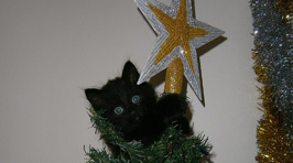 Photos: Fletch's Cats in Christmas Trees 2015