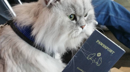 Meet Gandalf the Traveling Cat