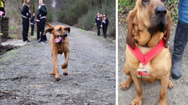Dog Accidentally Runs Half-Marathon, Finishes Seventh Place