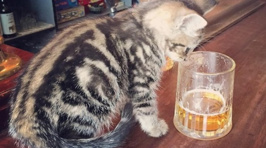 Cat News: There Are Now Pubs With Cats In Them