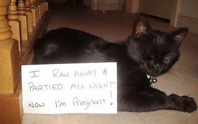 16 Brilliant Cat Shaming Pics