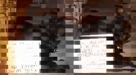 16 Brilliant Cat Shaming Pics