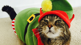 PHOTOS: Make Your Cat A Star of Cat News Entries