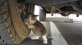 Truck Driver Saves Petrified Kitten