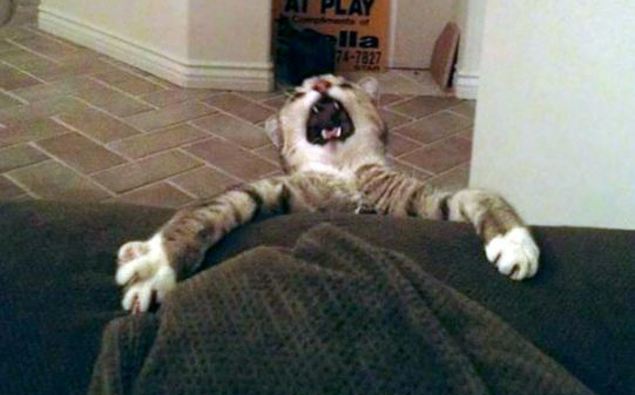 10 of the funniest animal fails caught on camera