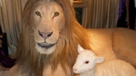 Crap Taxidermy