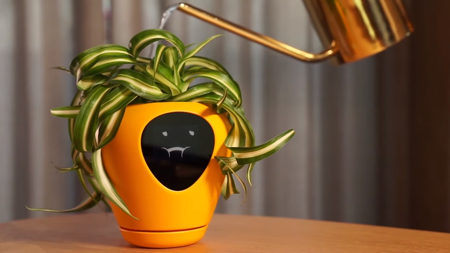 Plant murderers, this product is for you!