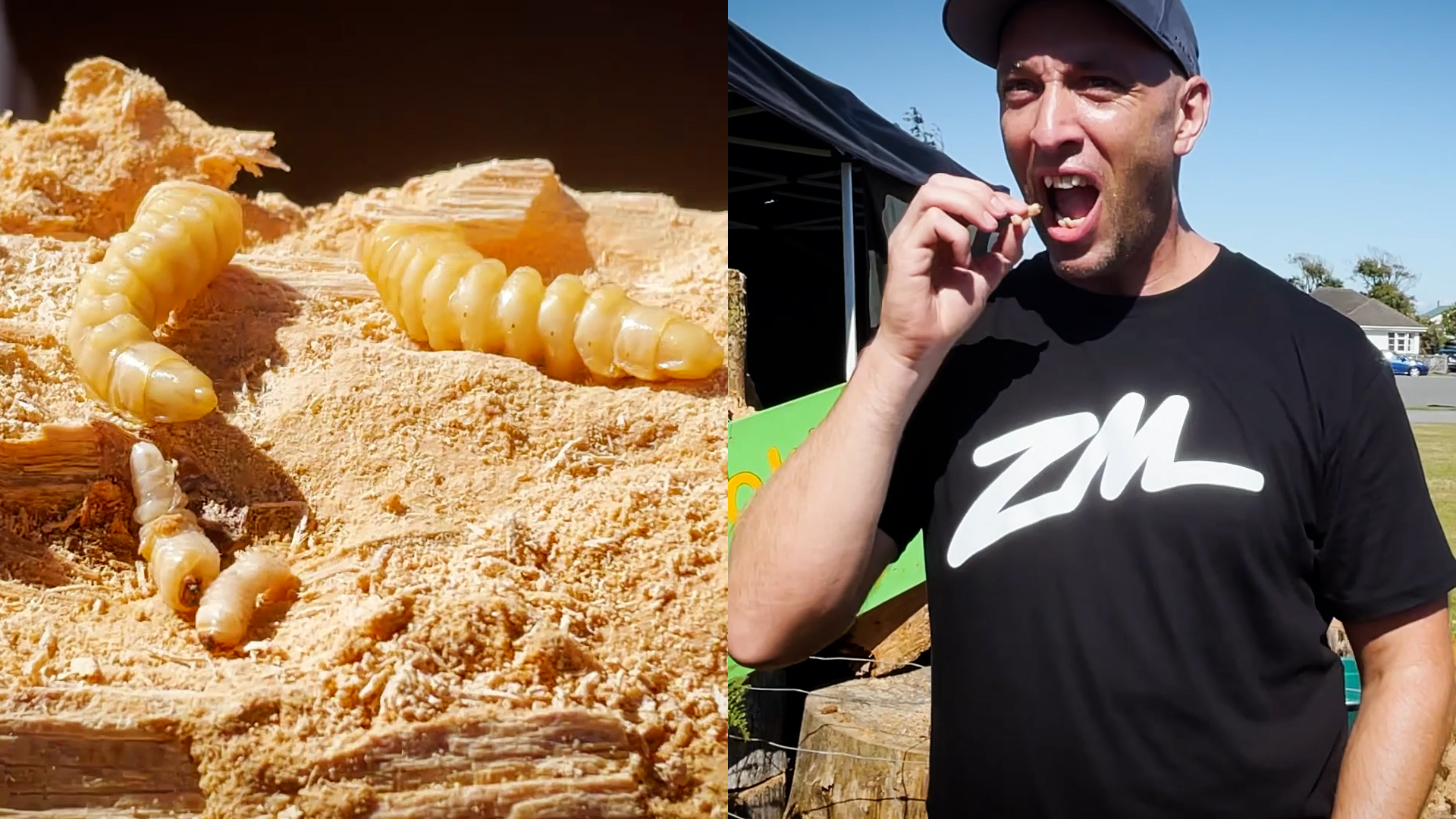 Fletch and Vaughan try the WILDEST food at the Hokitika Wild Food Festival