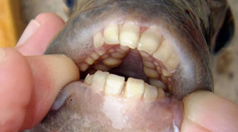 The Creepiest Fish Ever