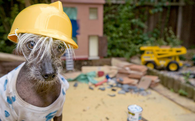 Meet Chini: The Photogenic Dog Pretending To Have Over 30 Jobs