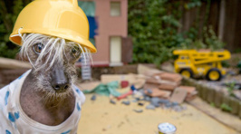 Meet Chini: The Photogenic Dog Pretending To Have Over 30 Jobs