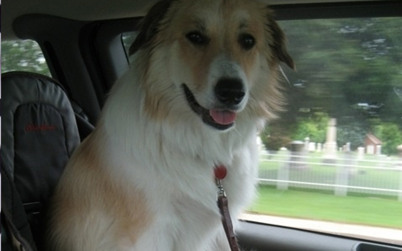 21 Dogs That Have No Idea How Big They Are