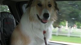21 Dogs That Have No Idea How Big They Are