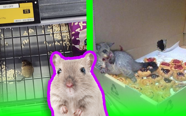 Mouse caught snacking on cereal in Pukekohe supermarket