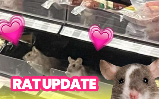 Rat Update Supermarket rat update: there are more rats