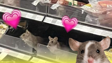 More rats found in Dunedin Supermarket