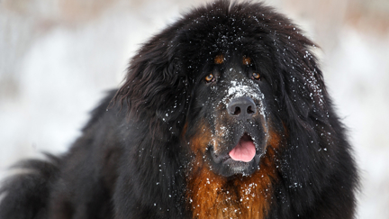 Family left shocked after discovering true identity of their adopted dog