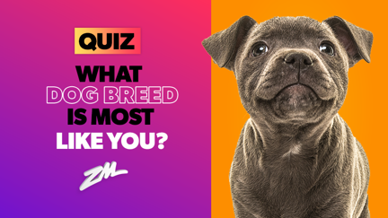 QUIZ: What dog breed matches your personality?