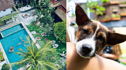 This Bali hotel lets you play with rescued puppies by the pool!