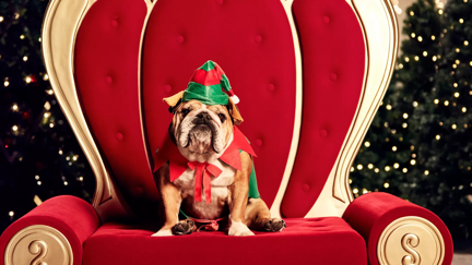 You can take your doggo to meet Santa this Christmas!